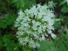 Swamp Valerian; (Valeriana uliginosa)