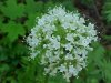 Swamp Valerian; (Valeriana uliginosa)