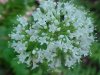Swamp Valerian; (Valeriana uliginosa)