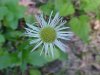 Philadelphia Fleabane (Erigeron philadelphicus)