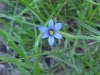 Blue-eyed Grass (Sisyrinchium angustifolium)