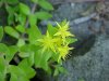 Stringy Stonecrop, Yellow Moss, Graveyard Moss (Sedum sarmentosum) - thanks to Gottfried Unger for correction: was misidentified as Wild Stonecrop (Sedum ternatum)