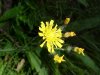 Yellow Hawkweed; King Devil (Hieracium caespitosum; Hieracium pratense; Hieracium floribundum)