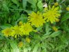Yellow Hawkweed; King Devil (Hieracium caespitosum; Hieracium pratense; Hieracium floribundum)