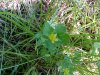 Black Medick (Medicago lupulina)