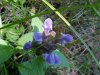 Heal-all; Self-heal (Prunella vulgaris)