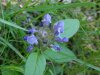Heal-all; Self-heal (Prunella vulgaris)
