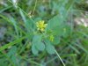 Black Medick (Medicago lupulina)