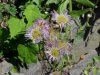 Philadelphia Fleabane (Erigeron philadelphicus)