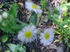 Philadelphia Fleabane (Erigeron philadelphicus)