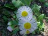 Philadelphia Fleabane (Erigeron philadelphicus)