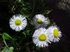 Philadelphia Fleabane (Erigeron philadelphicus)