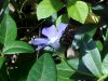 Periwinke; Myrtle (Vinca Minor)