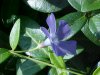 Periwinke; Myrtle (Vinca Minor)