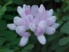 Crown Vetch (Coronilla varia)