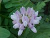 Crown Vetch (Coronilla varia)