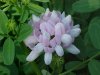 Crown Vetch (Coronilla varia)