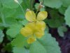 Greater Celandine; Wartweed (Chelidonium majus)
