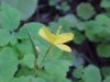 Greater Celandine; Wartweed (Chelidonium majus)