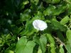 Field Bindweed (Convolvulus arvensis)