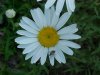 Oxeye Daisy (Leucanthemum vulgare)