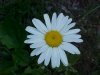 Oxeye Daisy (Leucanthemum vulgare)