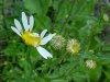 Oxeye Daisy (Leucanthemum vulgare)