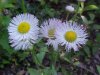 Philadelphia Fleabane (Erigeron philadelphicus)