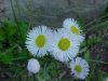 Philadelphia Fleabane (Erigeron philadelphicus)