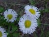 Philadelphia Fleabane (Erigeron philadelphicus)