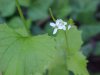 Garlic Mustard (Alliaria petiolata)