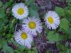 Philadelphia Fleabane (Erigeron philadelphicus)
