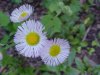 Philadelphia Fleabane (Erigeron philadelphicus)