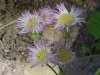 Philadelphia Fleabane (Erigeron philadelphicus)