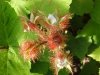 Of the Wild Red Raspberry family (Rubis idaeus)