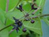 Black swallow-wort (Cynanchum nigrum; Cynanchum rossicum)