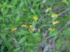 Yellow Hawkweed; King Devil (Hieracium caespitosum; Hieracium pratense; Hieracium floribundum)