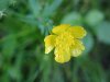 Common Buttercup (Ranunculus acris)