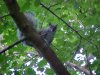 Acrobatic squirrel of LDEO, Columbia Univ., Palisades, N.Y., USA