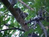 Acrobatic squirrel of LDEO, Columbia Univ., Palisades, N.Y., USA