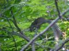Acrobatic squirrel of LDEO, Columbia Univ., Palisades, N.Y., USA