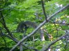 Acrobatic squirrel of LDEO, Columbia Univ., Palisades, N.Y., USA