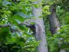 Acrobatic squirrel of LDEO, Columbia Univ., Palisades, N.Y., USA