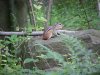 Chipmunk of LDEO, Columbia Univ., Palisades, N.Y., USA