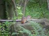 Chipmunk of LDEO, Columbia Univ., Palisades, N.Y., USA
