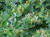 Japanese Honeysuckle (Lonicera japonica)