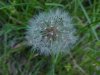 Dandelion seedhead (Taraxacum officinale)