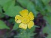 Common Buttercup (Ranunculus acris)
