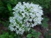 Swamp Valerian; (Valeriana uliginosa)
