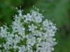 Swamp Valerian; (Valeriana uliginosa)